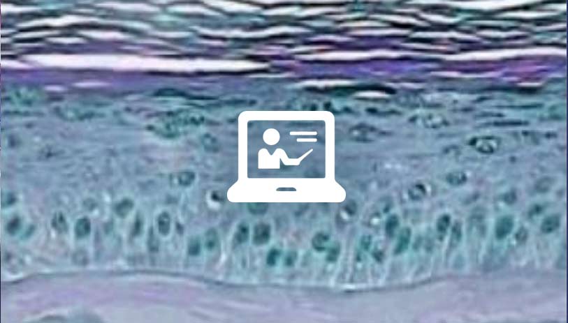 3d culture assay design