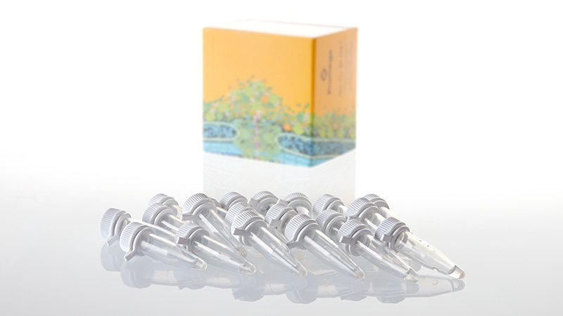 L3002_Single Step KRX Competent Cells_3