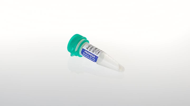 Anti Rabbit IgG H+L HRP Conjugate 300µl