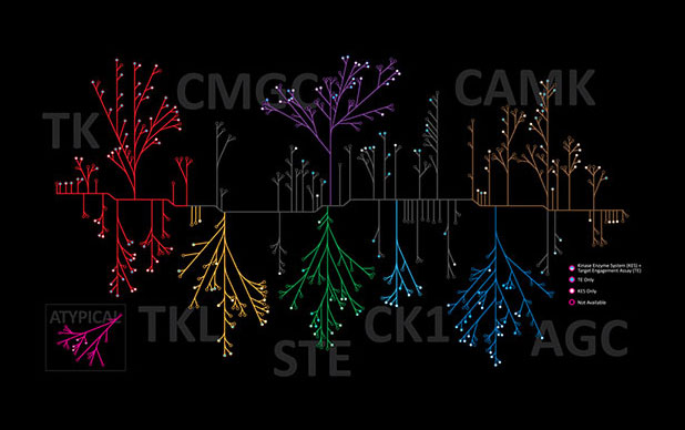 kinome family tree image