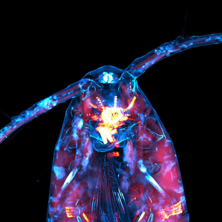 lucky-copepod