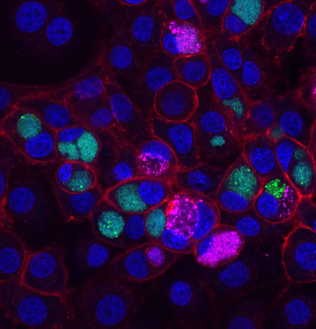 infectious-fireworks