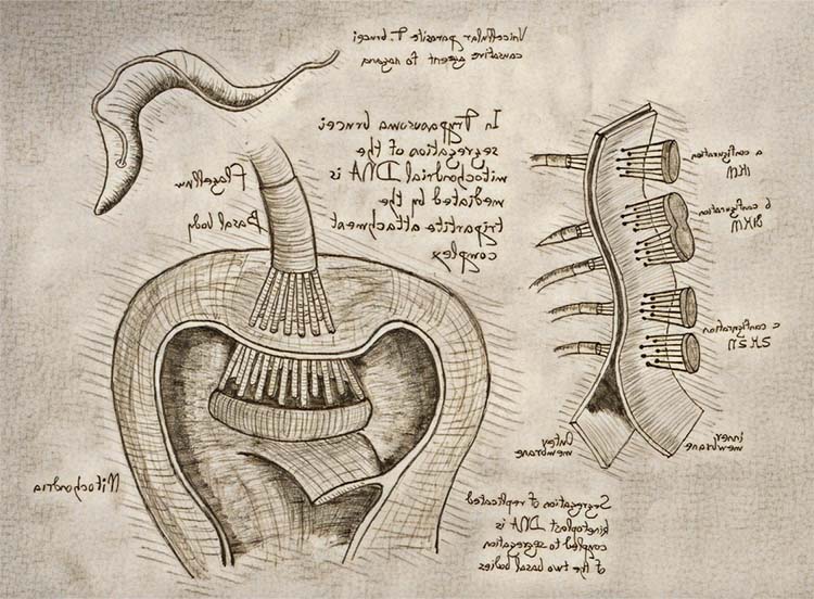 codex-trypanosoma-collection