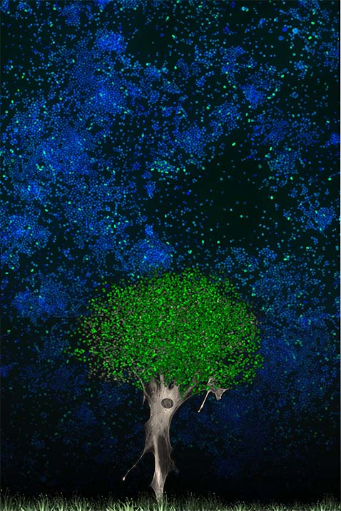 macroscopy-under-the-microscope-collection