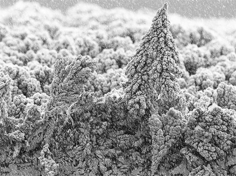 snow-forest-winner-image