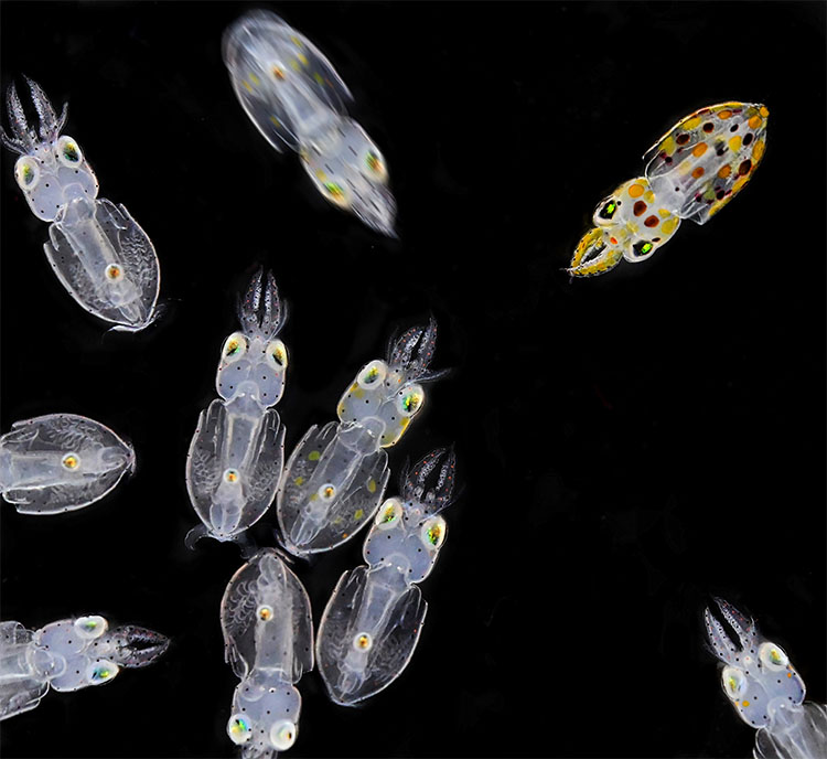 squid-babies-winner-image