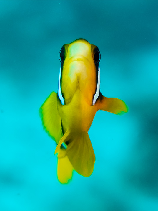 wanna-fight-collection