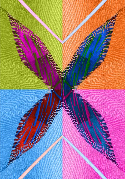 wings-to-fly-collection