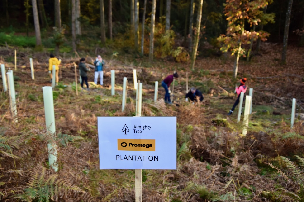 almighty-tree-plantation