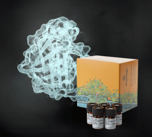 fluorofurimazine-nanoluc