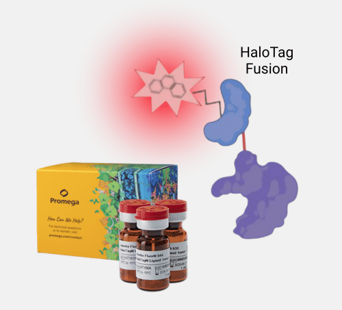 halotag-fusion