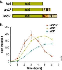 Bioluminescent reporter assay of the &beta;2-adrenergic receptor.