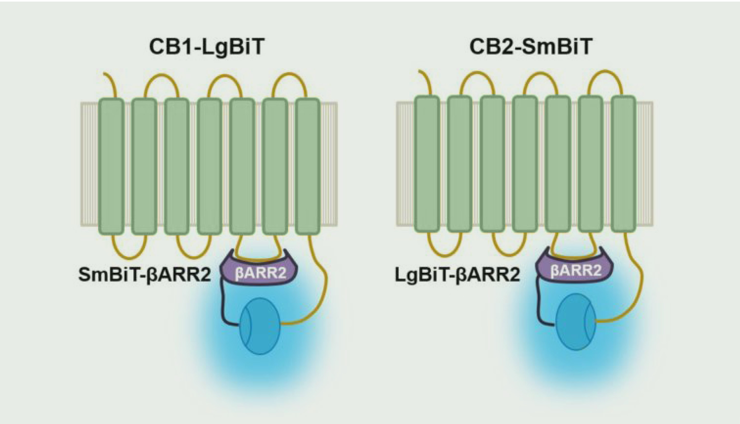 Detect Cannabinoid GPCR Agonists with NanoBiT